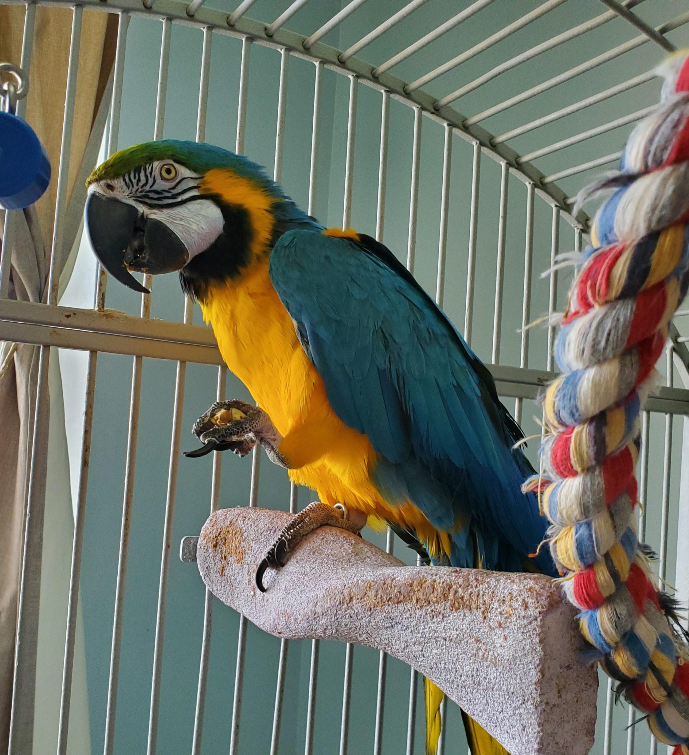 Talking Blue And Gold Macaws Parrots for Sale