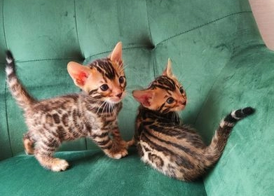 bengal kittens for sale