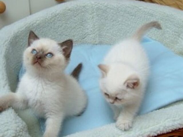 ragdoll kittens foe sale