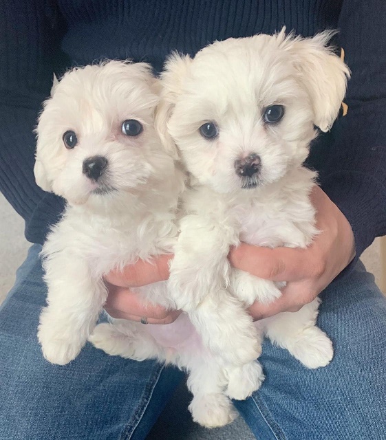 Gorgeous Maltese puppies