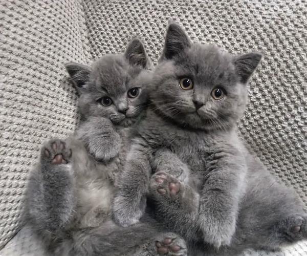Friendly and Well socialized British Shorthair Kittens