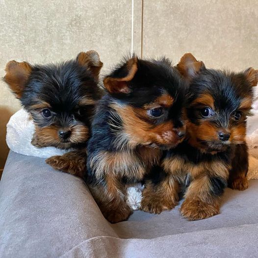  The Yorkshire Terrier Is A Small whatsapp +34 659 07 17 93