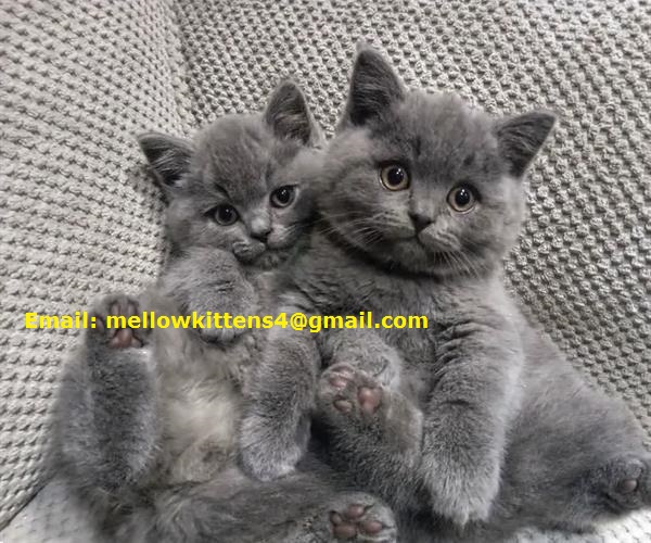 Blue Eyes Grey British Shorthair Kittens For New Home