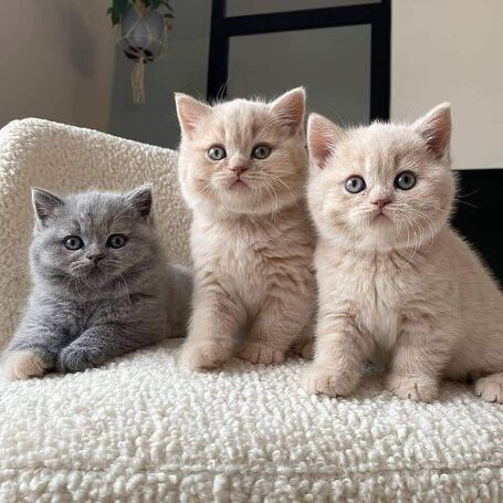 Pure pedigree British Shorthair kittens