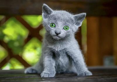 Russian Blue kittens For Rehoming 