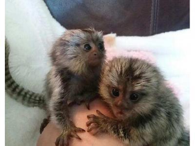 Well Trained Finger Marmoset Monkeys for sale