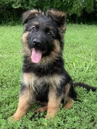 Registered Home trained German shepherd puppies available for Rehoming .