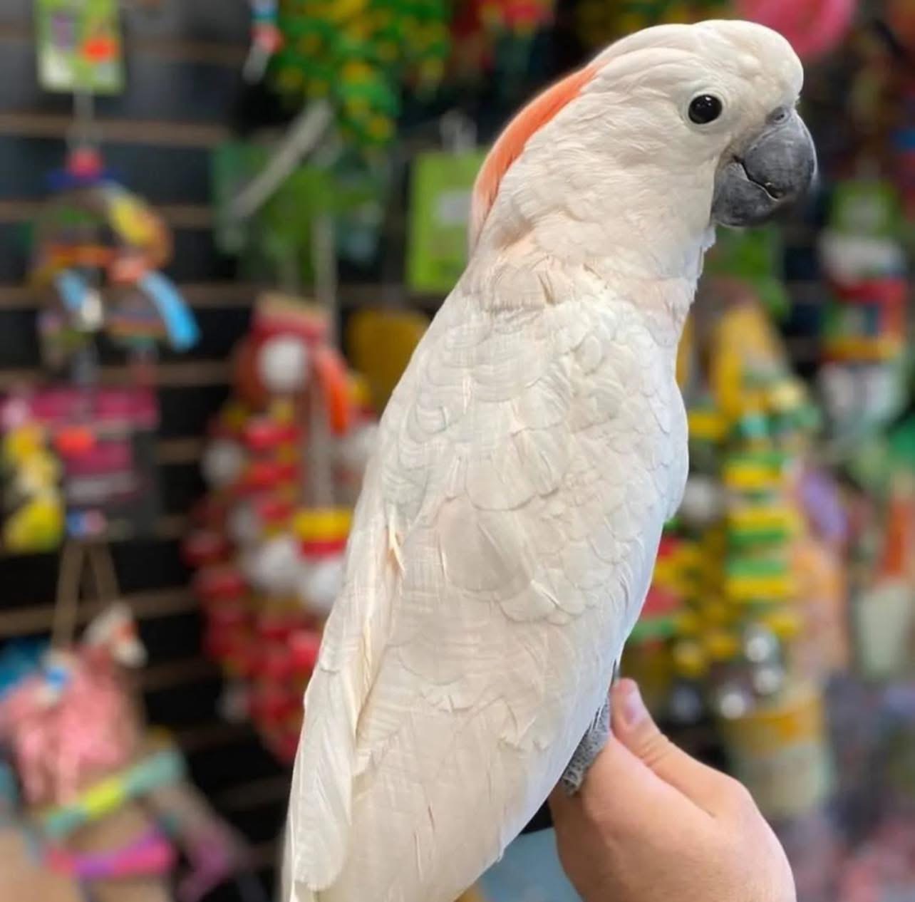 Parrot available 