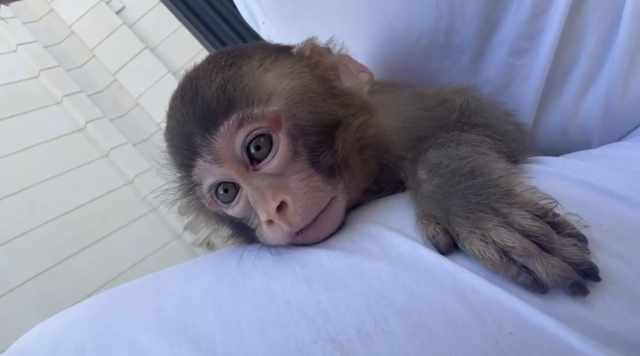 Macaques Monkey for sale مكاك للبيع