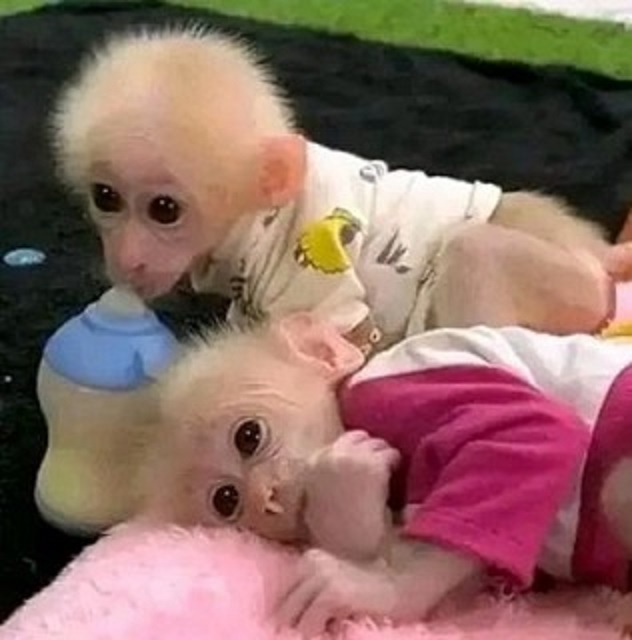 Capuchin Monkeys Available