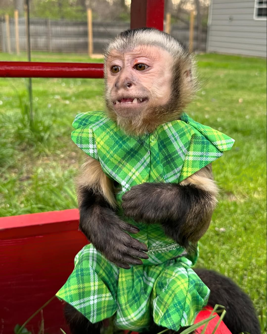 Gorgeous Female Capuchin Monkey