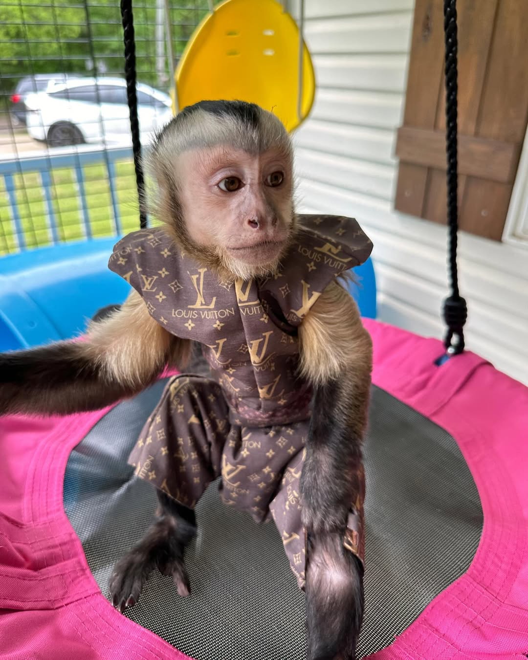 Capuchin Monkeys