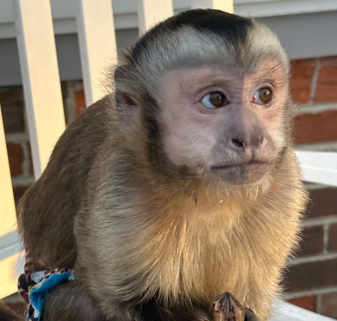 trained and good quality Capuchin monkey for a loving home for adoption