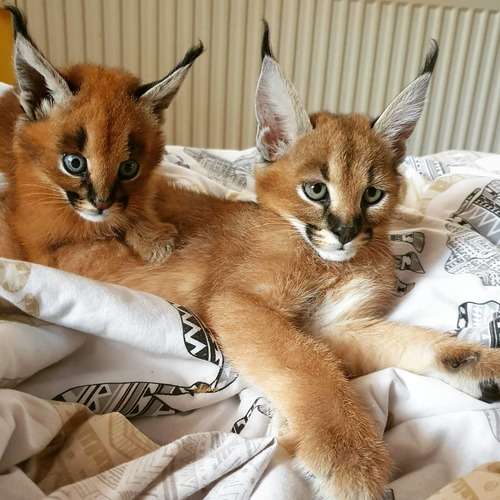 Young / Well tamed Exotics cats. (Ocelots, Caracals and F1 - F3 savannah and Serval)