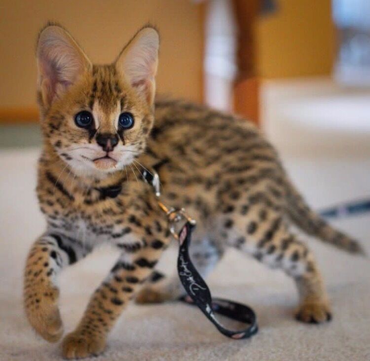 African Serval Kittens +27842597191
