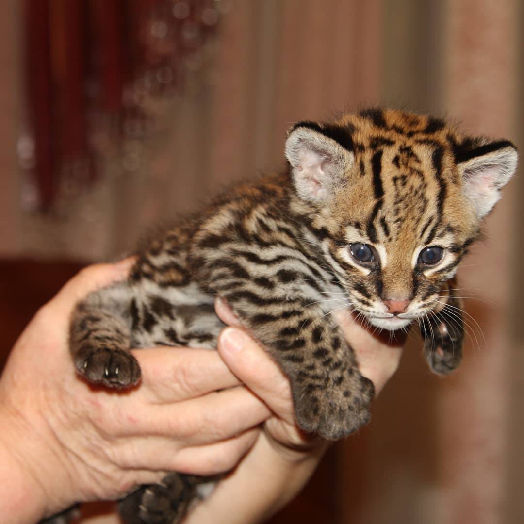 Ocelot Kittens Available WhatsApp: +27842597191