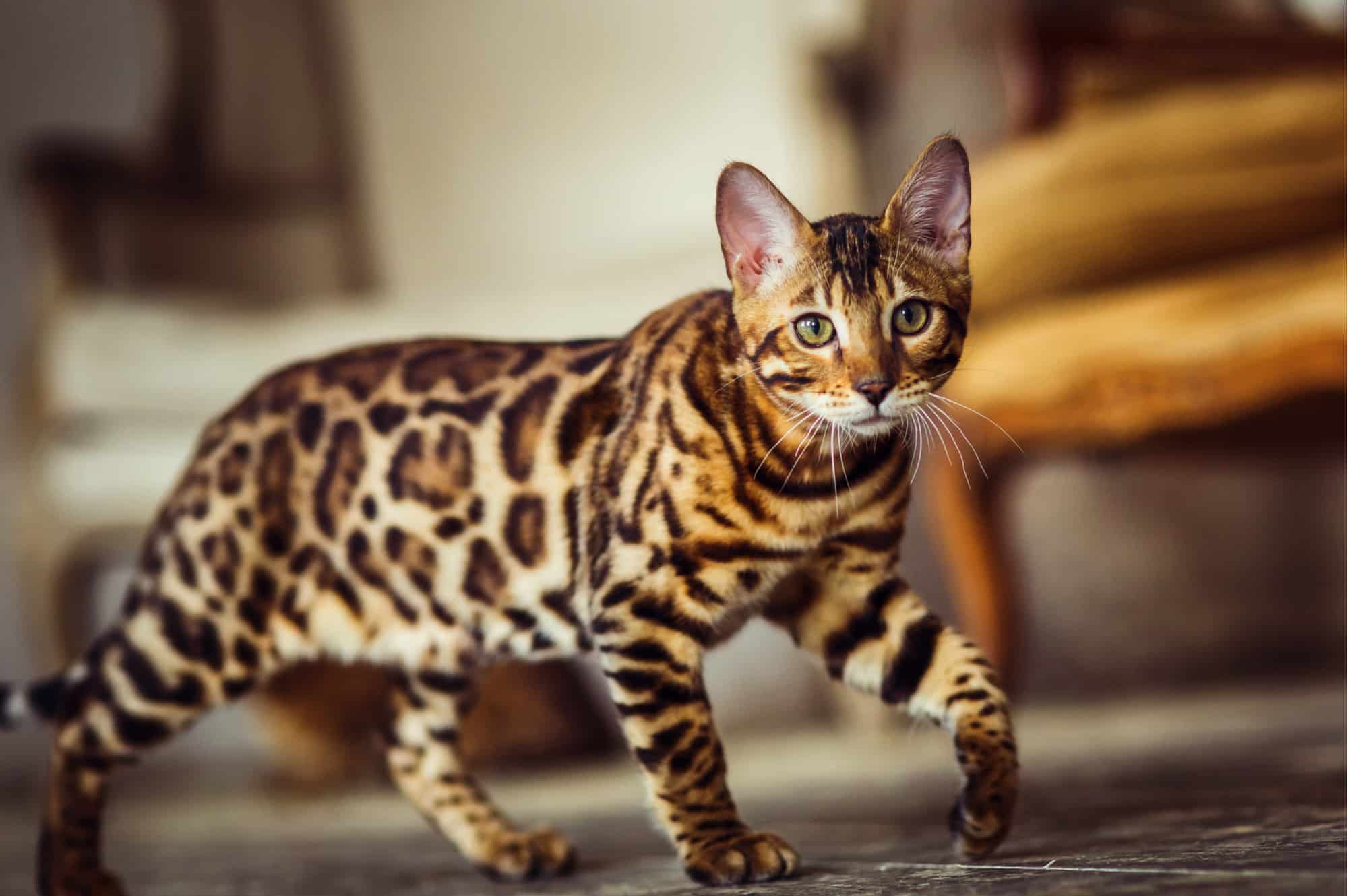 Stunning Snow/Silver/Charcoal/Brown Bengal Cats