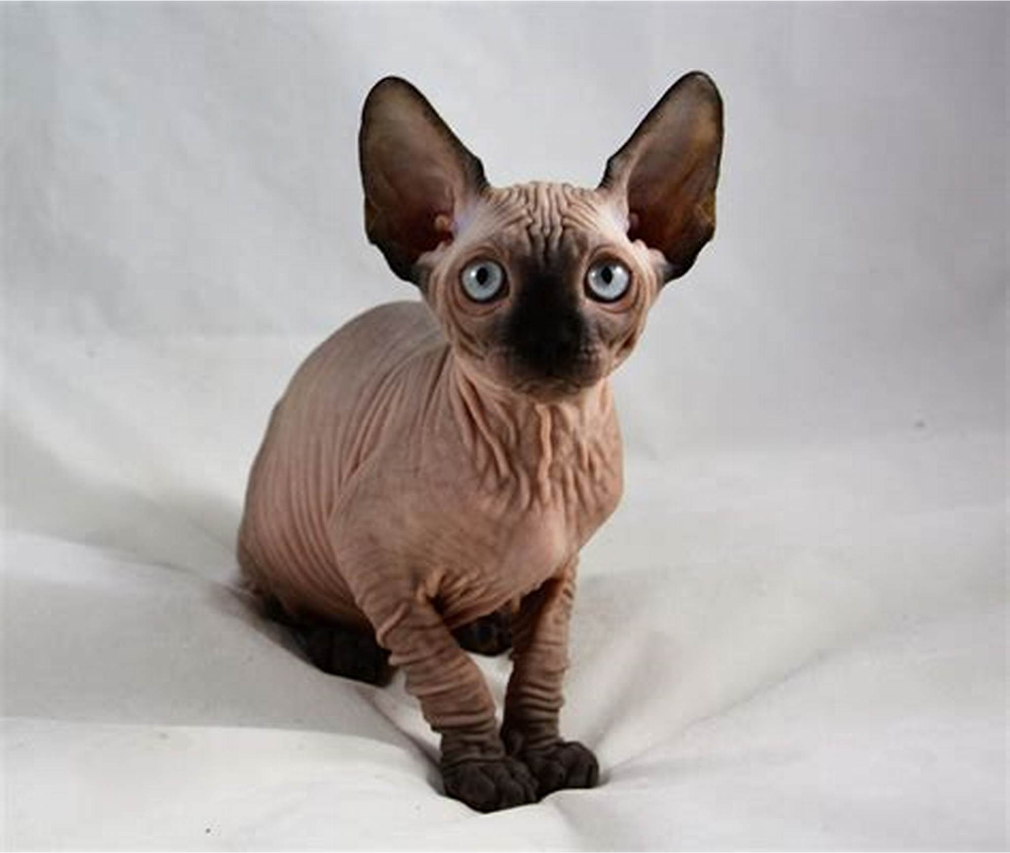 Sphynx Kittens  +27842597191