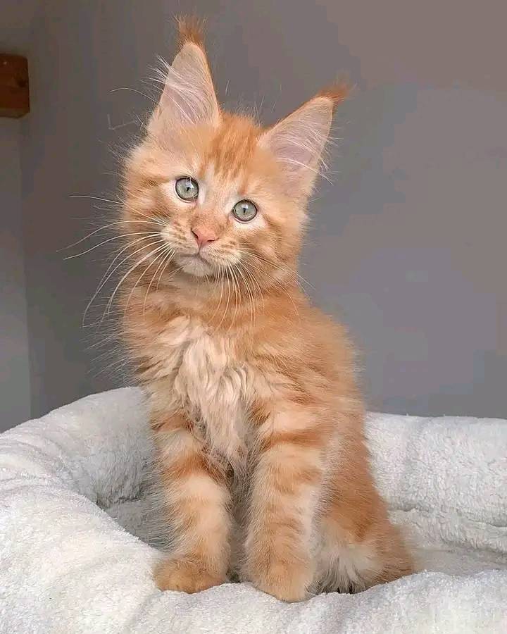 Maine Coon Kittens 