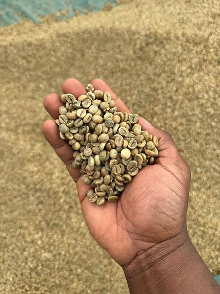 #+27719755564. coffee beans ready for export
